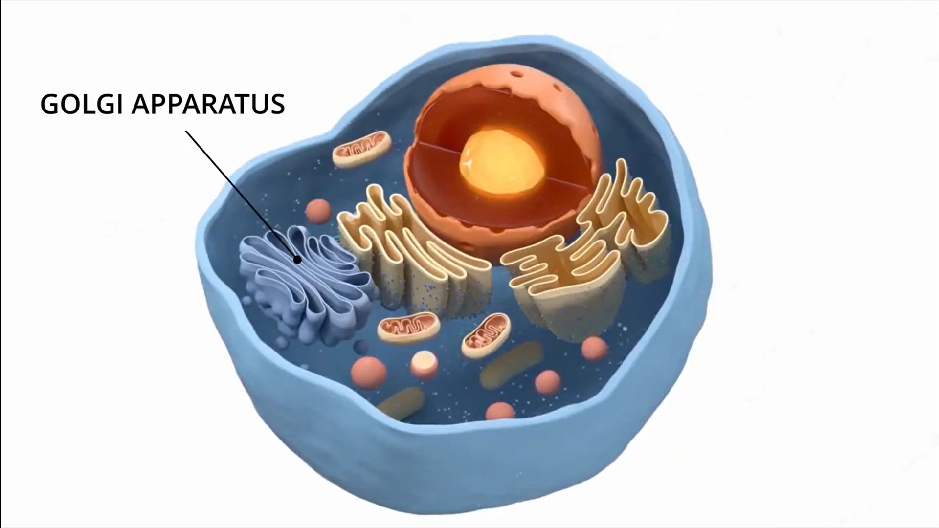 biology demo